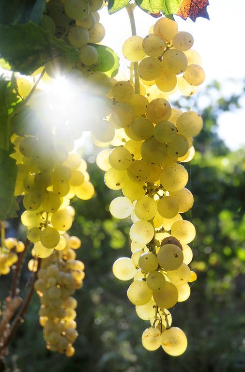 Albergo 'La Vigna' Procida Luaran gambar