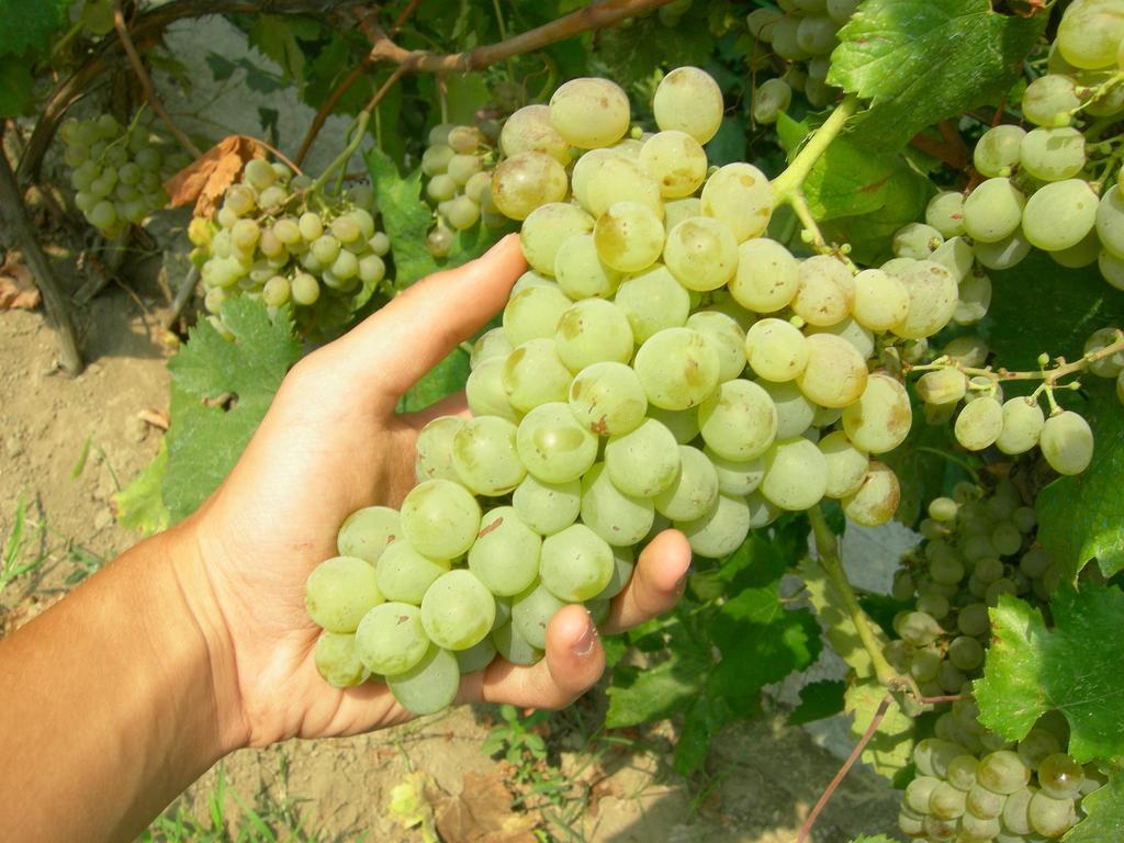 Albergo 'La Vigna' Procida Luaran gambar